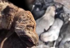 Vicdansızlık! 8 yavrusu olan köpeği silahla vurdu