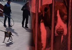 Okulda korku dolu anlar! Pitbull öğrencilere saldırdı