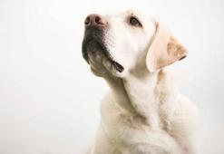 Belediye vergi borcu olan ailenin köpeğine haciz getirip internette sattı
