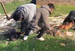 Nesli tükenmekte olan oklu kirpiyi vahşice öldürdüler