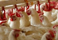 Beyaz ette 19 firmaya yönelik yürütülen soruşturma tamamlandı