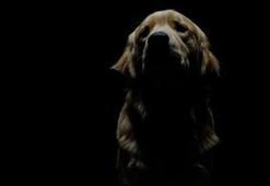 Köpeğe tecavüzde tartışma yaratan uzlaşma!