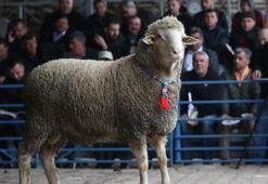 Balıkesir'de damızlık koç 21 bin liraya satıldı