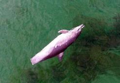 Sinop’ta ölü yunus kıyıya vurdu