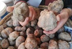 Köylülerin geçim kaynağı! Kilosu 125 lira...