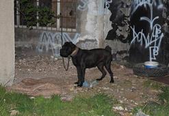 Köpeğe tecavüz iddiasıyla 2 kişiye gözaltı