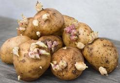 Filizlenen patates öldürebilir