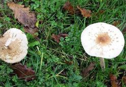 Bakanlık uyardı! Kesinlikle tüketmeyin