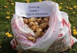 Salep soğanı ile yakalanan 5 kişiye 300 bin TL ceza kesildi!