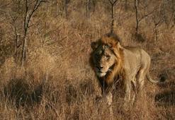 Kamerun'da kenti kaçak aslan korkusu sardı