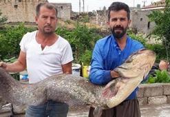 Tam 2 metre! Gören bir daha bakıyor...