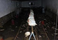 Akşam saatlerinden beri etkili oluyor! Yüzlercesi böyle bulundu