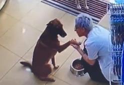 Köpek eczaneye girip patisini uzattı ve yardım istedi