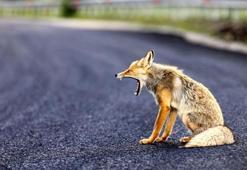 Yol kenarına inen tilki ilgi odağı oldu