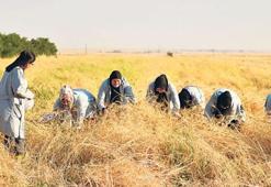 Mezopotamya’da sorgül bereketi