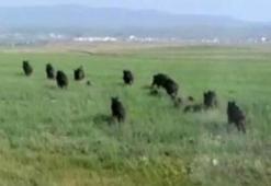 Sürü halinde geldiler! Bir köy şokta...