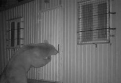 Balın kokusunu alan ayı kapıyı açmak için böyle uğraştı