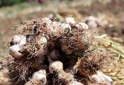 Hastalığa "sarımsak" deva olacak