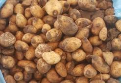 Salep soğanıyla yakalandı! 60 bin 163 lira ceza