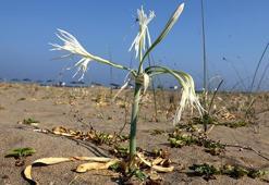 Kum zambağını koparmanın cezası 60 bin lira
