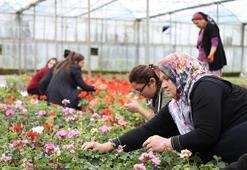 Çiftçiye alım garantili “süs bitkisi” desteği