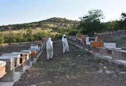 Kilosu 500 bin Türk Lirası! Balı da şifa, zehri de şifa...