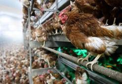 Gezen tavuk üçkâğıdı