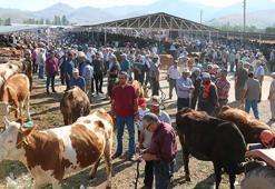 1 ton ağırlığındaki 'Herkül' 16 bin liraya satıldı!