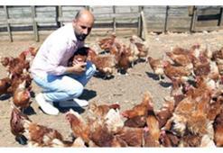 Hobi olarak başladı, tavuk çiftliği kurdu