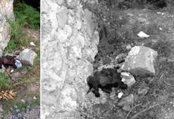 Zonguldak'ta büyük vicdansızlık! Bu halde bulundu