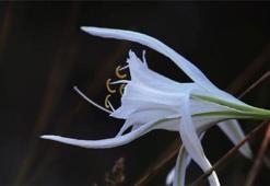 'Kum zambağı'nı koparmanın cezası 48 bin 625 lira