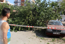 Dut ağacı, otomobilin üzerine devrildi