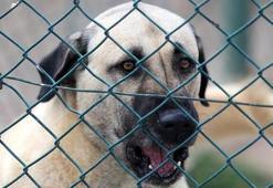 Dünyaya gelmeden satılıyorlar! 270 kişi sırada...