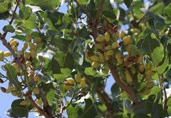 Terörden temizlenen bölgeler umut oldu!
