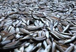 "Karadeniz alarm veriyor, balık av sezonu kasımda kapanabilir"