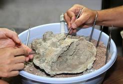 8,5 milyon yıllık fosillere 'cerrahi' hassasiyet