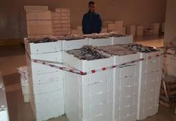 Boy denetimine takılan 2 ton balığa el konuldu