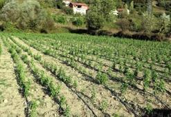 Stevia bitkisi yeni gelir kapısı oldu!