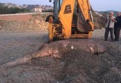 İzmir’de 3 metre uzunluğunda köpek balığı karaya vurdu
