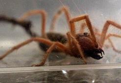 İlk kez görülüyor... Etle beslenen örümcek yakalandı