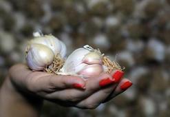 Taşköprü sarımsağının kilogramı 60 lira