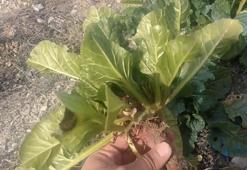 Adamotu nedir? Adamotu kökü nasıl Ispanağı zehirledi?