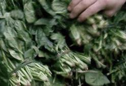 Tekirdağ'da ıspanak alarmı!