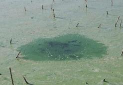 Atatürk Baraj Gölü'nün rengi yeşile döndü