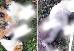 Bir şehir bunu konuşuyor! Kan donduran vahşet...