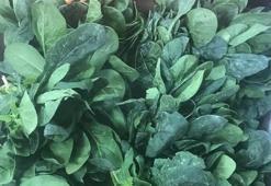 İstanbul İl Tarım ve Orman Müdürlüğü'nden ıspanak açıklaması