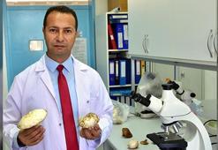 Dünyanın en zehirli mantarını yemişler! Kızı öldü, anne 18 gündür yaşam savaşı veriyor