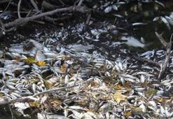 Çevre felaketi! Binlercesi öldü