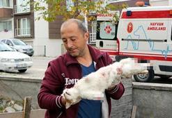 Kedi ölümlerini cinayet büro çözdü