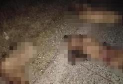 Minibüs sürüye daldı! 30 koyun telef oldu